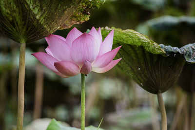 Close-up of pink lotus water lily