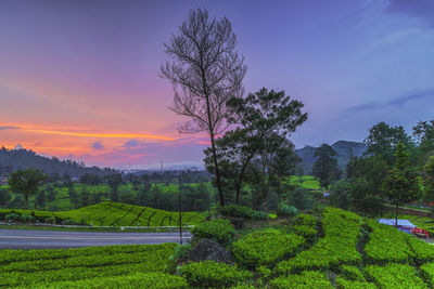 Trees on field against sky during sunset
