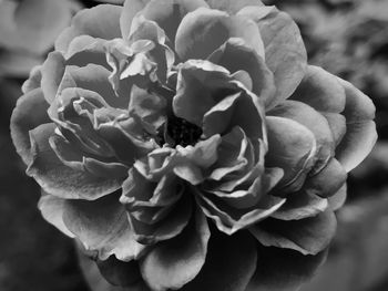 Close-up of flowers blooming outdoors