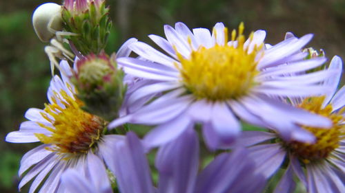 Close-up of purple flowers blooming outdoors