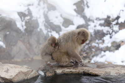 Japanese snow monkey in hot spring