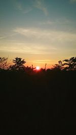 Silhouette of trees at sunset