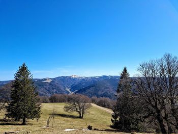 Scenic view of field against clear blue sky