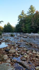 Scenic view of forest during winter