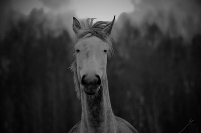 Portrait of horse in ranch