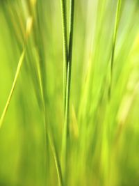 Close-up of fresh green grass