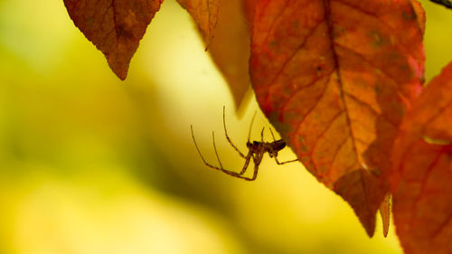 Close-up of insect on leaves