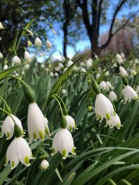 Close-up of white flowering plants