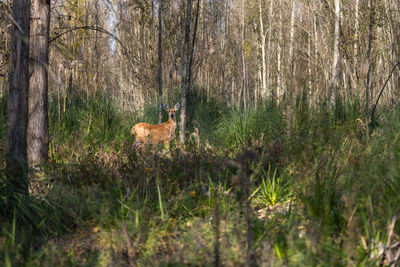 Deer in forest