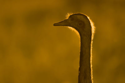 Close-up of a bird