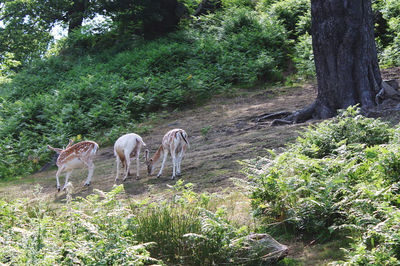 View of sheep on landscape