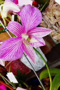 Close-up of pink flowers