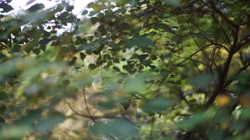 Tree branches against blurred background