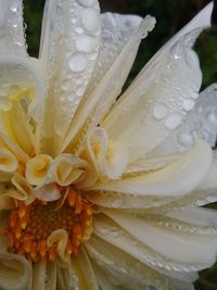 Macro shot of water drops on white rose