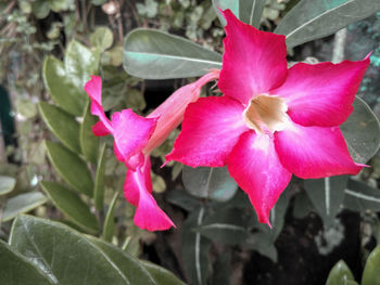 Close-up of pink rose flower