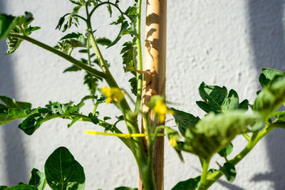 Close-up of plant against wall