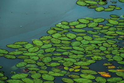 Leaves floating on pond