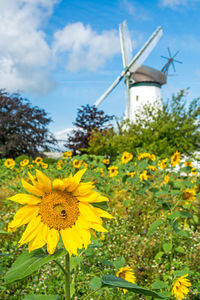 Yellow flowering plants against sky