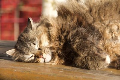 Close-up of a cat sleeping