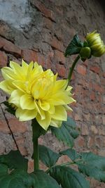 Close-up of yellow flowering plant against wall