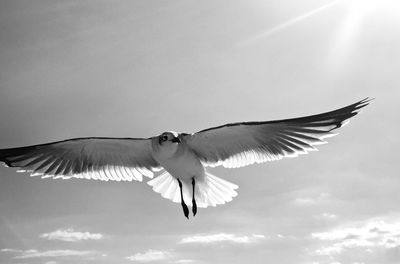 Low angle view of bird flying against sky