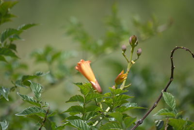 Close-up of insect on flower