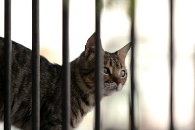 Close-up of a cat looking away