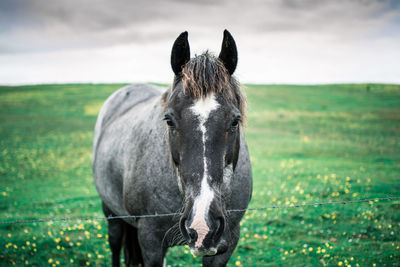 Portrait of a horse on field