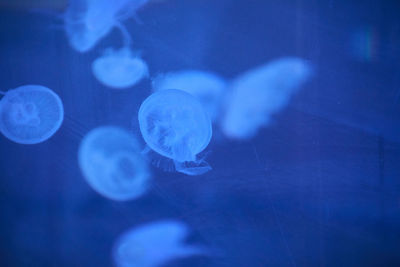 Jellyfish set, in the ocean, blue color, fluorescent