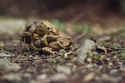 Close-up of turtle