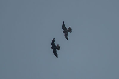 Low angle view of eagle flying in sky