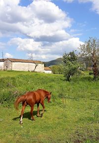 Horse in a field