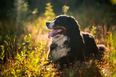 Close-up of a dog looking away