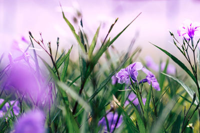 Close-up of purple crocus flowers on field