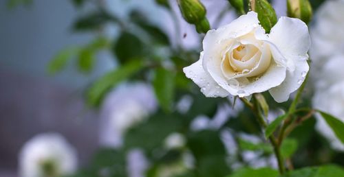 Close-up of white rose