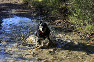 View of dog in river