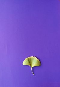 Close-up of green leaf against blue background