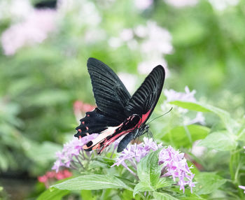 Close-up of butterfly pollinating on pink flower