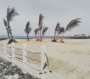 Palm trees on beach