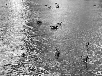 High angle view of ducks swimming in lake