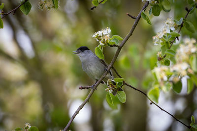 Bird perching on a tree