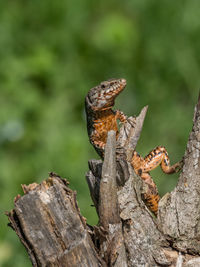 Close-up of lizard on wood