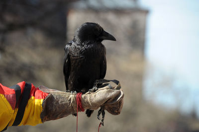 Rear view of bird perching