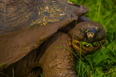 Close-up of giant tortoise eating