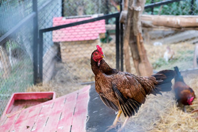 Birds in a farm