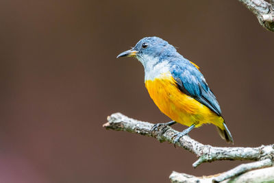 Close-up of bird perching on branch