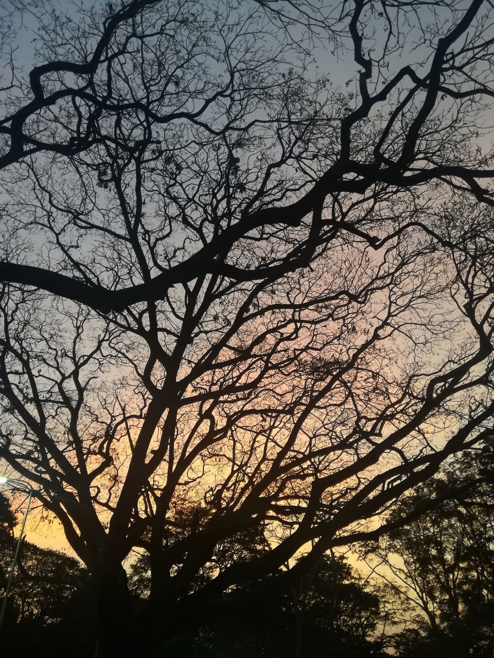 LOW ANGLE VIEW OF SILHOUETTE BARE TREES AGAINST SKY AT SUNSET