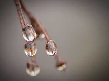 Close-up of water drop on twig