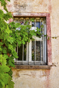 Ivy growing on wall of old building