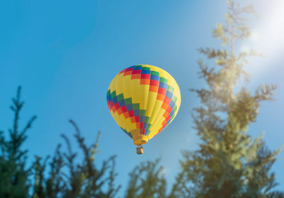 A colorful hot air balloon hovers in the blue sky. branches of coniferous trees. 